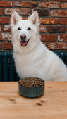 Dog With Bowl.png